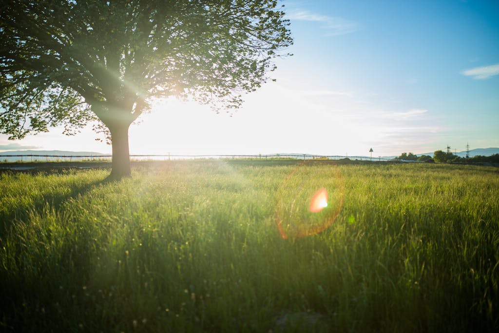 A tranquil scene of a lone tree in a grassy meadow with the sun setting in the sky.