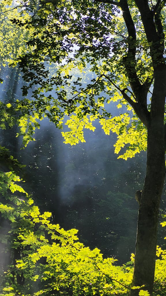 Beautiful scene of sunlight filtering through lush forest leaves, creating a serene atmosphere.