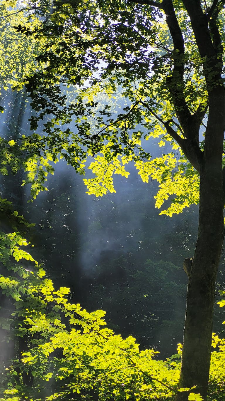 Beautiful scene of sunlight filtering through lush forest leaves, creating a serene atmosphere.