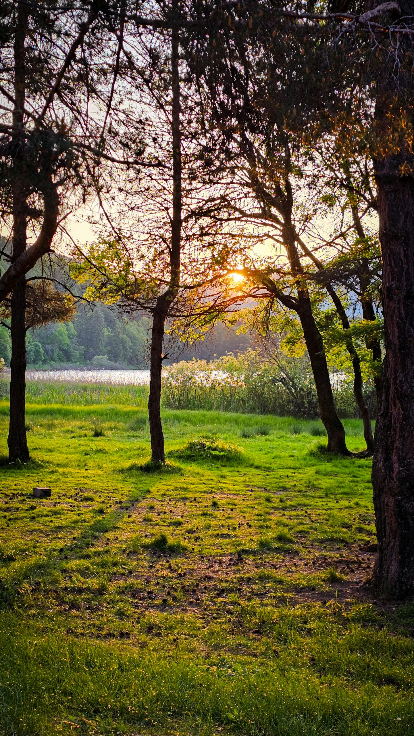 Captivating sunset view through lush forest trees casting shadows on grassy landscape.