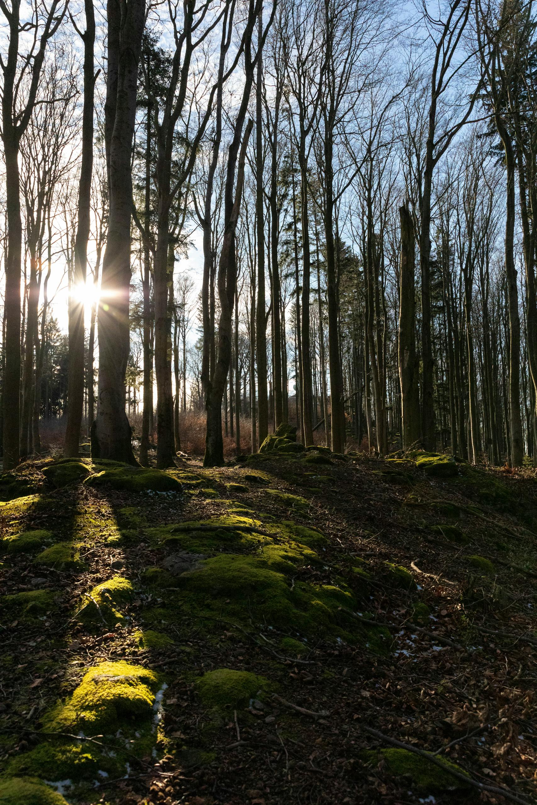 Sunlight spills through tall trees casting shadows on a mossy forest floor.